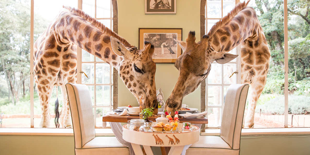 cool hotels nature giraffe